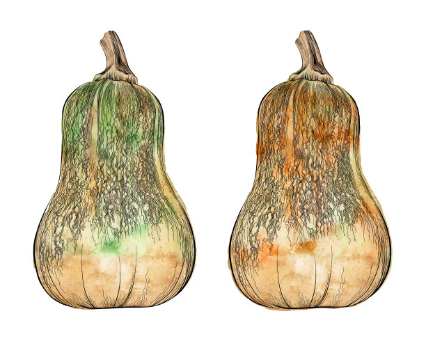 冬胡桃蜂蜜南瓜设置水彩和墨水矢量插图图片下载