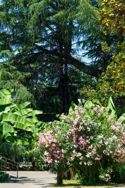 美丽的粉红色夹竹桃花(夹竹桃Nerium Oleander)。夹竹桃花树开花。度假胜地索契市中心灌木上的粉色花朵。所有部分都是有毒的。图片下载
