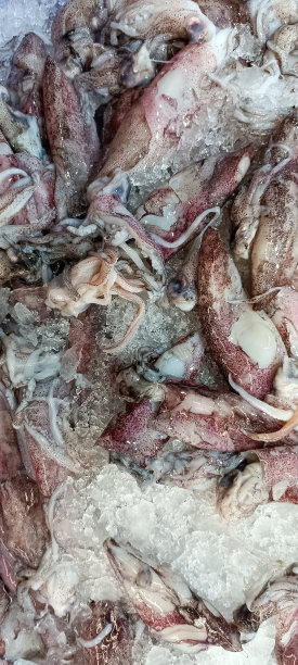 一些不新鲜的鱿鱼图片下载