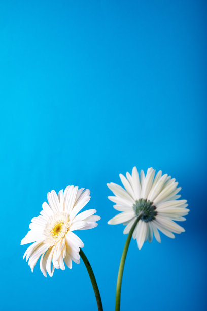 装饰明亮的非洲菊花在蓝色背景的卡片和祝贺节日。图片下载