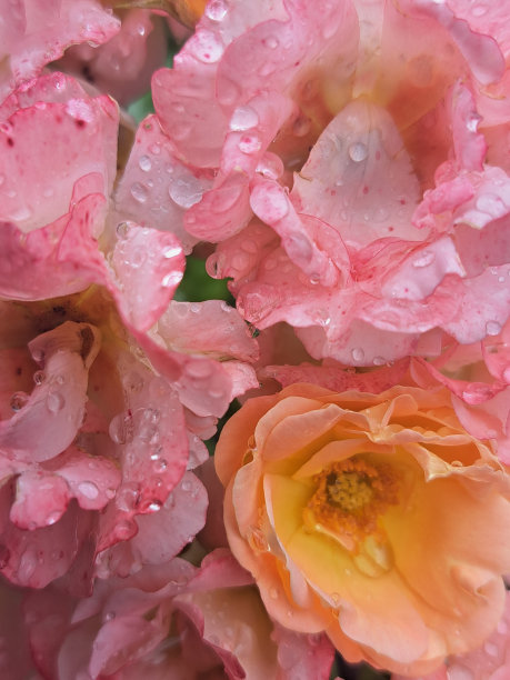 雨中的玫瑰图片下载