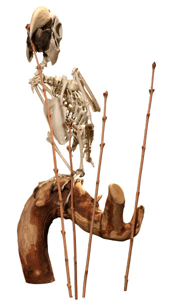 白色鹦鹉骨架的3D渲染图片下载