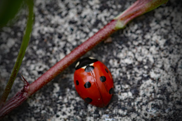 花园小径上的一只瓢虫图片下载