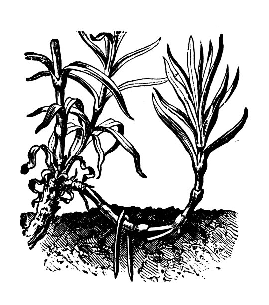 古董雕刻插图:层叠康乃馨图片下载