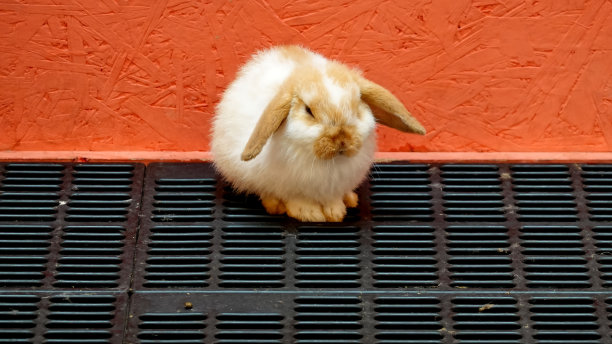 一只兔子坐在旁边。图片下载