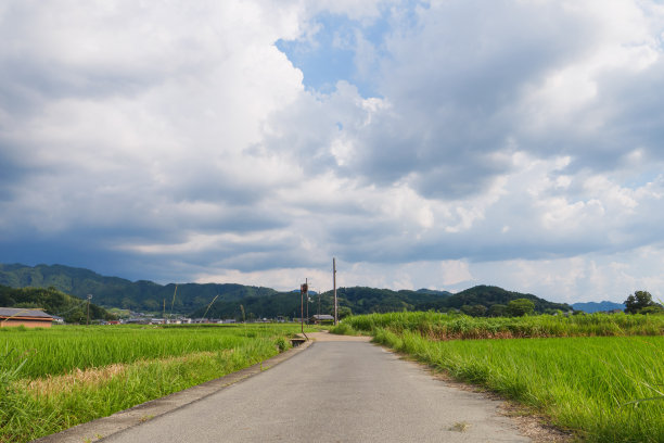 美丽的绿色稻田在农村。水稻种植。水稻农业。图片下载