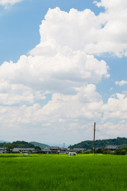 美丽的绿色稻田在农村。水稻种植。水稻农业。图片下载