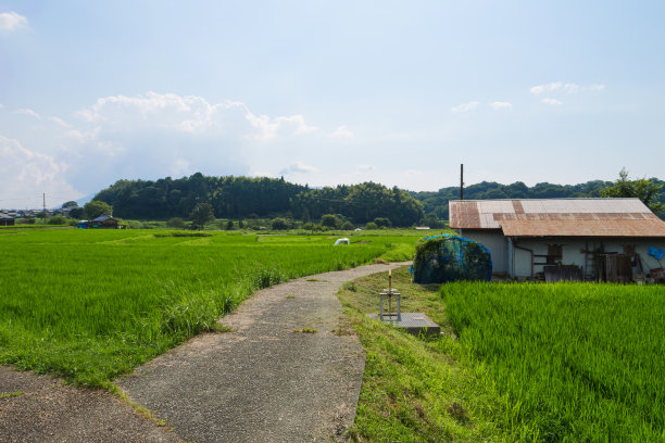 美丽的绿色稻田在农村。水稻种植。水稻农业。图片下载