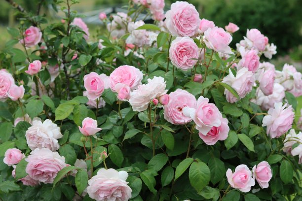 开着粉红色大花的玫瑰丛图片下载