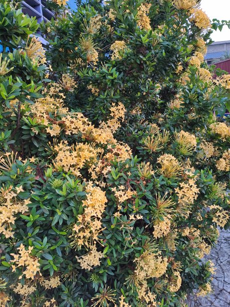 绿色的叶子中间簇拥着一朵芬芳的黄色小花图片下载