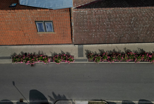 地被玫瑰的特点是密实低生长。芽最初可能是直立的，但很快蔓延到表面，有时形成较长的卧卷须，窗户，天窗，停车场图片下载