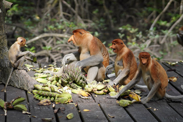 长鼻猴图片下载