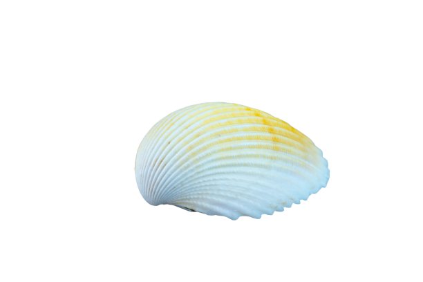 在白色背景上孤立的贝壳特写图片下载