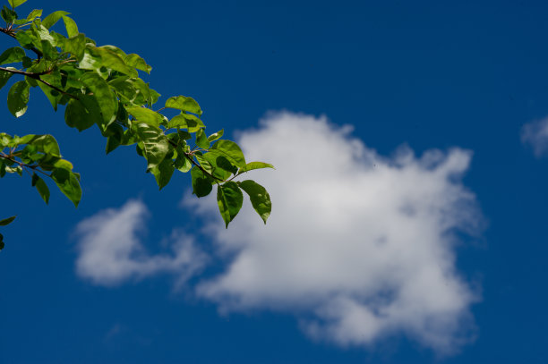 绿色的树叶和一根树枝在天空的背景下。图片下载