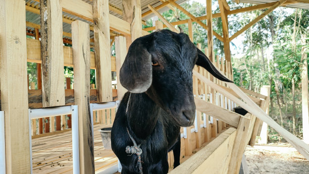 笼子里的山羊图片下载