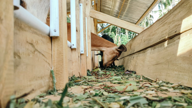 山羊吃图片下载