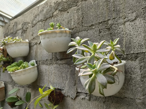 多汁的巴拉圭葡萄壁图片下载