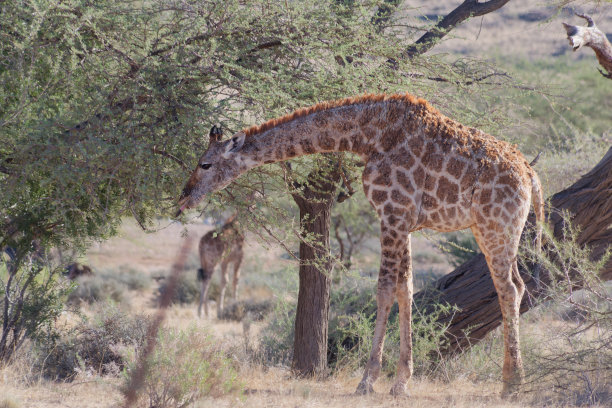 一只可爱的长颈鹿在纳米比亚的Namib-Naukluft公园吃树叶的特写照片图片下载
