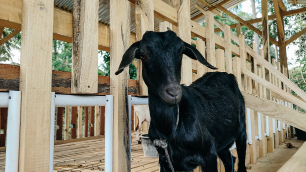 笼子里的山羊图片下载