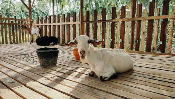 笼子里的山羊图片下载