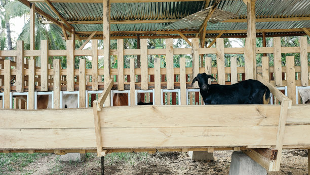 笼子里的山羊图片下载