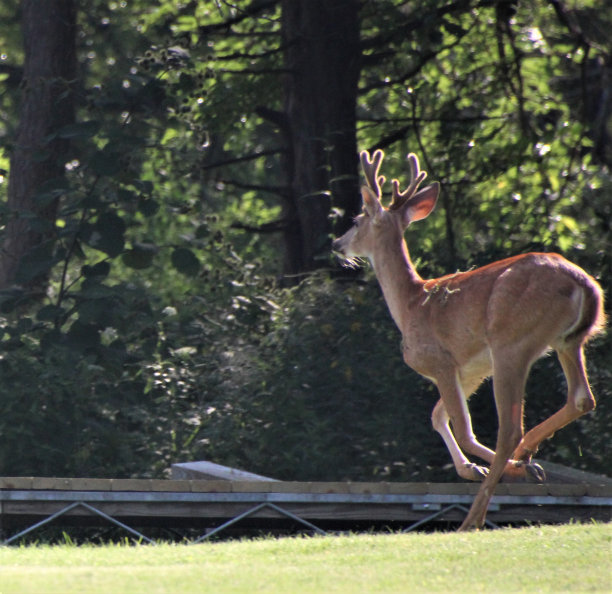 运行巴克图片下载