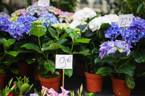 花店室内和装饰花卉图片下载