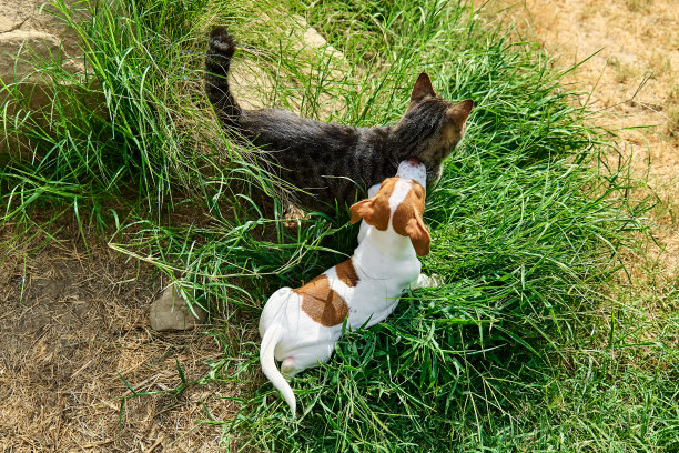 杰克罗素小猎犬和虎斑猫在户外玩耍。可爱可爱的白色狗狗，有有趣的棕色毛斑，在花园里的绿草地上和灰色小猫玩耍。图片下载