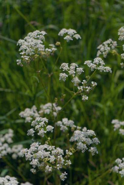 野生当归或森林当归图片下载