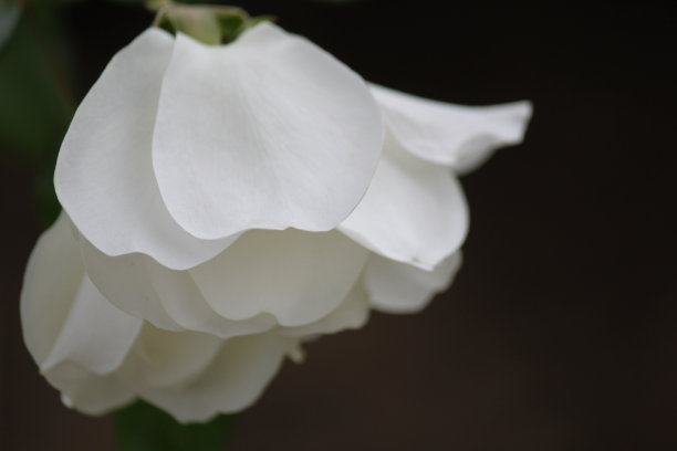 山茶花花图片下载