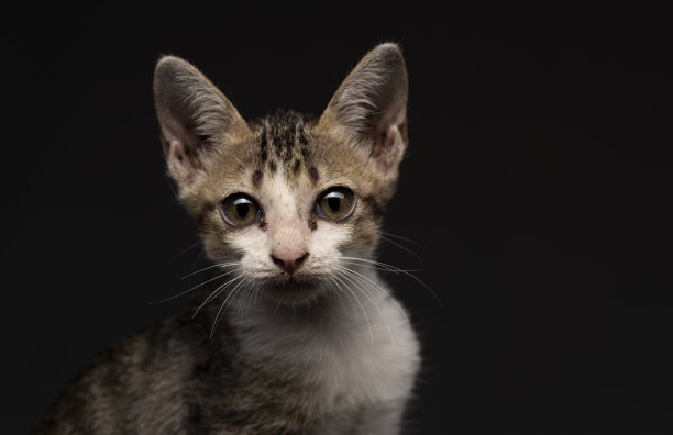 猫被驯化为宠物，但对本地动物仍然是环境灾难图片下载