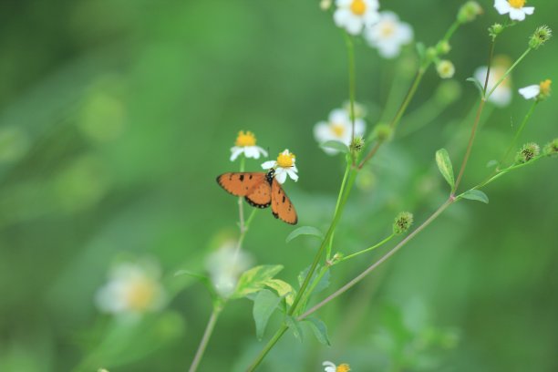 白花绿草上的蝴蝶图片下载