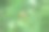 白花绿草上的蝴蝶图片下载