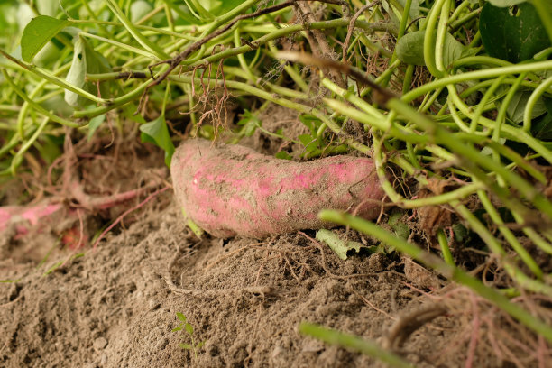 地面上的红薯产品是从传统农业中新鲜收获的图片下载