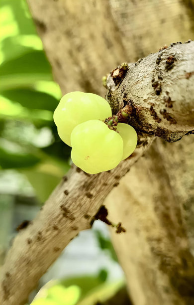 一束葡萄挂在树枝上的照片，树枝上的葡萄雕像。图片下载