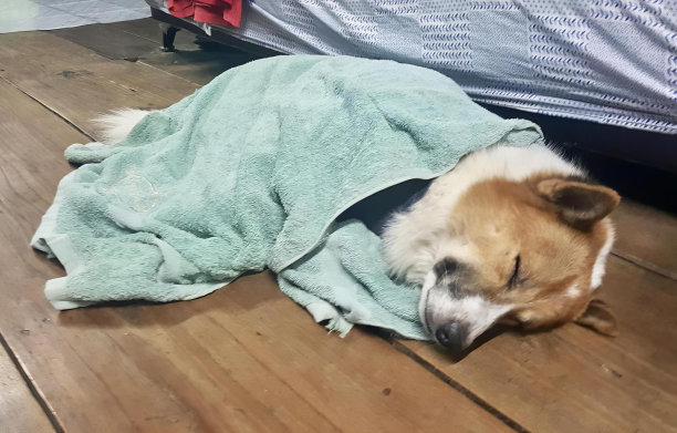 一张狗睡在木地板上的照片，地板上有毯子和浴巾。图片下载