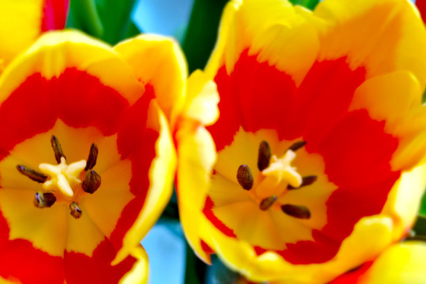 盛开的郁金香模糊的背景。盛开的鲜花。图片下载