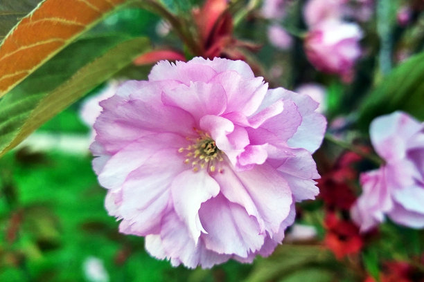 春夏两季，鲜花和花园盛开。图片下载