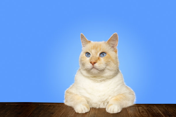一只长着蓝眼睛的大红猫坐在桌子旁。蓝色背景图片下载