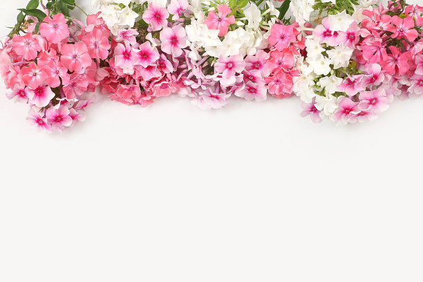 抽象花卉构图。美丽的夹竹桃花在浅色背景上，静物与文字的地方，生日花卡，婚礼，图片下载