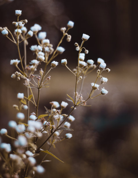 草地上的野花——暖色——一张浪漫的照片图片下载