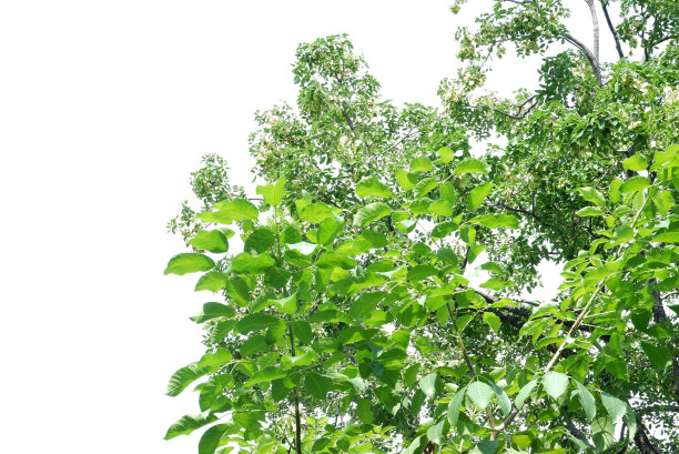 热带树与树叶，树枝和阳光，在白色孤立的背景为绿色树叶的背景图片下载