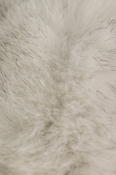 用于制作服装的北极狐皮毛特写图片下载