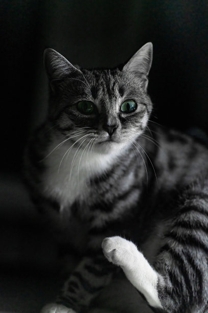 夜空小猫图片下载