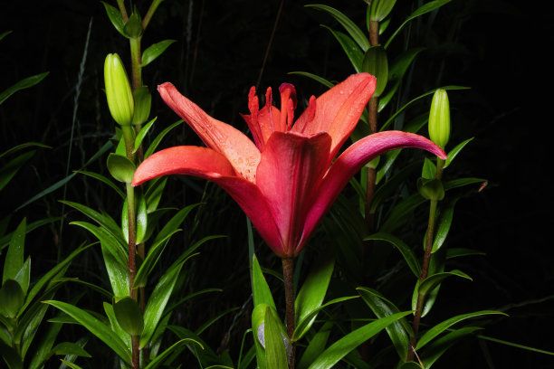 夜间花园中，暗色背景上的红百合花和绿叶特写图片下载