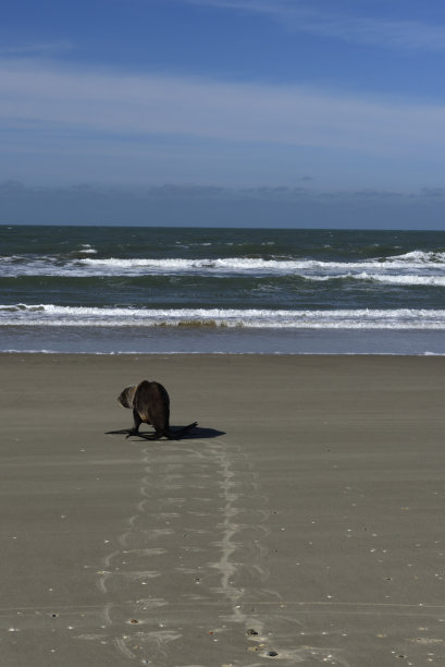 南熊头兽图片下载