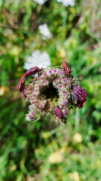 纵火狂图片下载