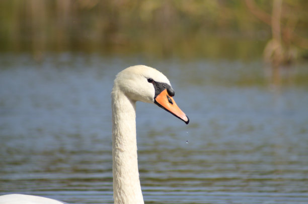 特写白天鹅头部侧面视图与湖的背景图片下载