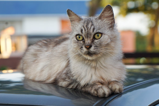 一只猫图片下载