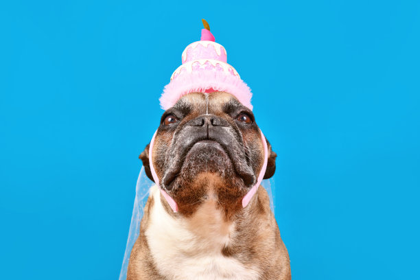 戴着生日蛋糕帽的法国斗牛犬图片下载